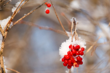 Branches of mountain ash covered with snow