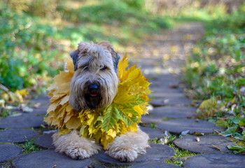 Dog in autumn leaves Irish wheat Terrier on the path in the Park