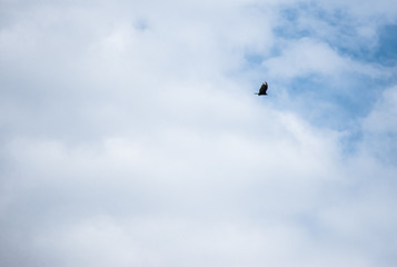 Fototapeta premium bird