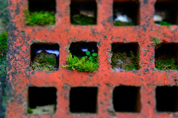 Moss grass sprouts in brick in spring