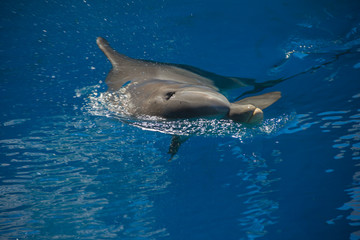 Portrait of happy smiling bottlenose dolphins swimming and playing in blue water