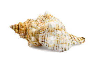 Pleuroploca trapezium, trapezium horse conch shell isolated on white