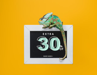 green chameleon on blackboard with 30 percents extra sale isolated on yellow © LIGHTFIELD STUDIOS