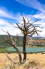 Dead tree near a lake