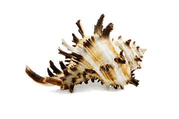 Seashell Chicoreus ramosus, common name the ramose murex or branched murex, isolated on white background