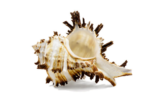 Seashell Chicoreus ramosus, common name the ramose murex or branched murex, isolated on white background