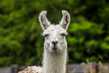 Stoic white llama in Patagonia near Puerto Montt Chile