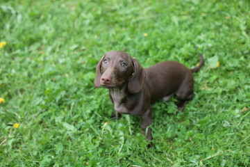 dog in the park