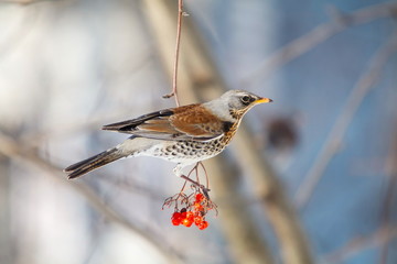 fieldfare. Turdus pilaris