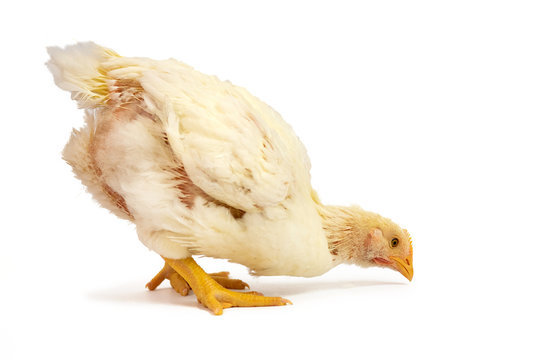 Broiler chicken 30 days old isolated on white.