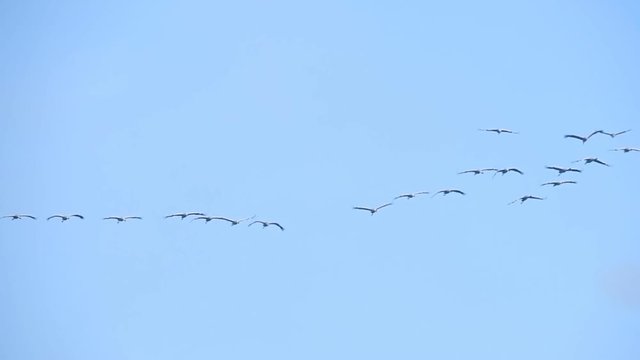 Common Cranes or Eurasian Cranes (Grus Grus) birds flying in mid air during migration