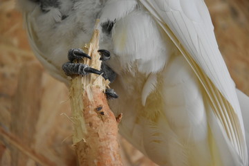 Kakadu biała, Cacatua alba © Olga Korowacka