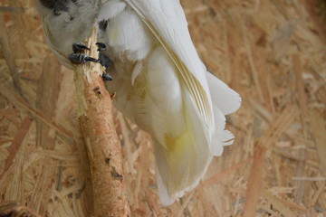 Kakadu biała, Cacatua alba © Olga Korowacka
