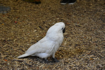 Kakadu biała, Cacatua alba © Olga Korowacka