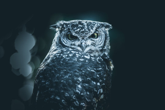 cute owl - dark mood style image