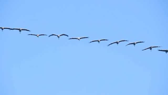Common Cranes or Eurasian Cranes (Grus Grus) birds flying in mid air during migration