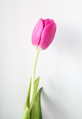 single pink tulip isolated on white background
