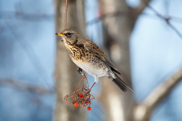 fieldfare. Turdus pilaris