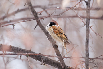 House sparrow