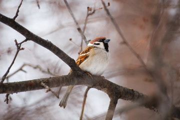 House sparrow