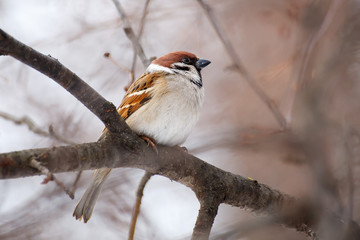 House sparrow
