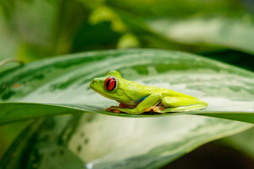 Red eye tree frog perched on a leaf in the jungle of Costa Rica