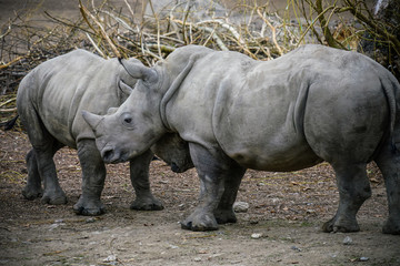 Obraz premium Picture of two white Rhinos in the wild