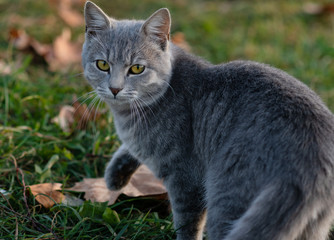 The portrait of gray cat with green eyes in autumn park