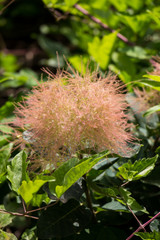 Cotinus, also named as Smoketree or smoke bush. The blossoming branch of cotinus.