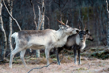 Naklejka na ściany i meble reindeer in its natural environment in scandinavia .Tromso Lapland