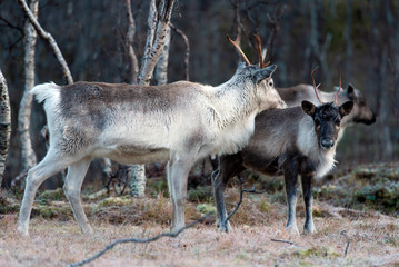 reindeer in its natural environment in scandinavia .Tromso Lapland