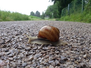 Weinbergschnecke auf einem geschotterten Waldweg