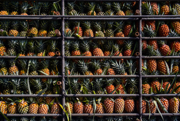 Pineapple fruit on truck