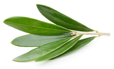 Olive leaves isolated on white