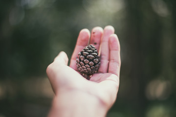 Hand of hold a pine seed with blurry background