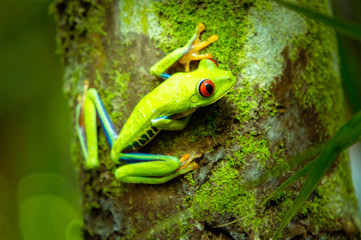 Red eye tree frog hanging from a tree in the jungle of Costa Rica