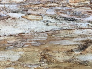 Wood Material