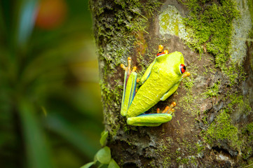 Red eye tree frog hanging from a tree in the jungle of Costa Rica