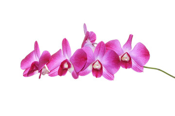 Thai wild orchid flowers on white background