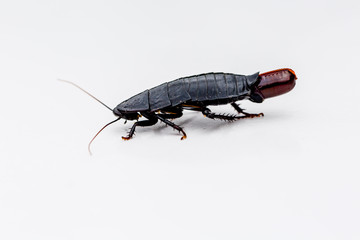 Macro shot of a cockroach laying an egg on a white surface