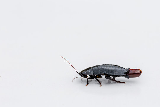Macro shot of a cockroach laying an egg on a white background