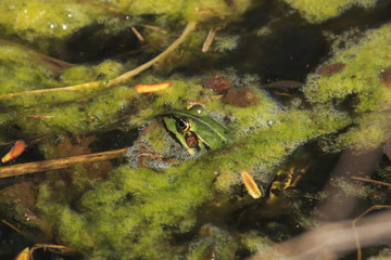 Ein Wasserfrosch schwimmt im Teich. Nahaufname 