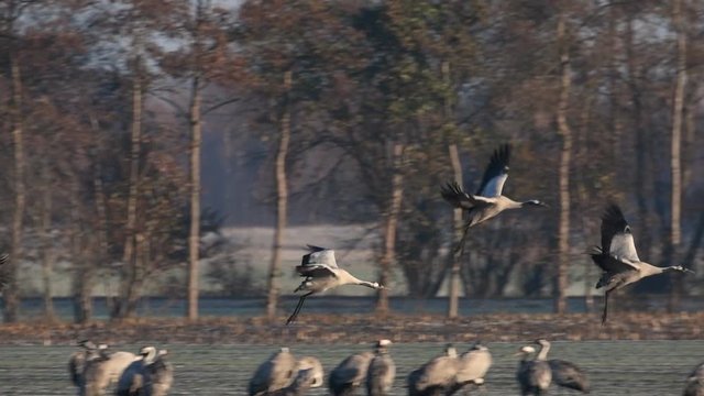 Common Cranes or Eurasian Cranes (Grus Grus) birds landing during migration