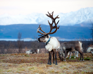 reindeer in its natural environment in scandinavia .Tromso Lapland