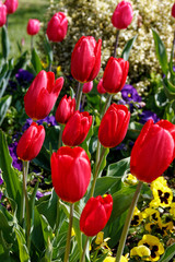 Red Tulips