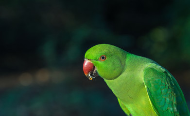 Fototapeta premium close up of wild ring-necked Parakeet