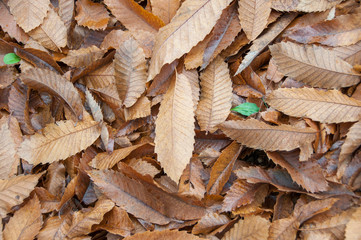 autumn chestnut leaves