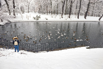 birds on the winter lake in the park