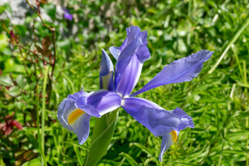 Iris