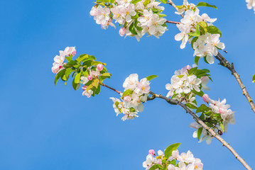 Fototapeta premium branch of apple tree with white flowers
